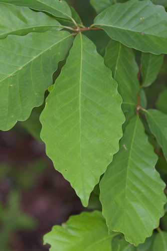 Quercus montana #22